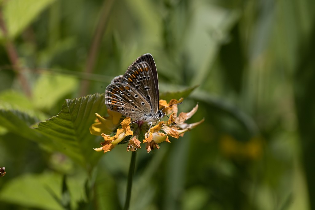 Aricia agestis Bruin blauwtje vlinder vlinders nederland insect insecten lepidoptera rups dagvlinder nachtvlinder mot motten pop larve